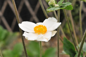 庭の花・野の花