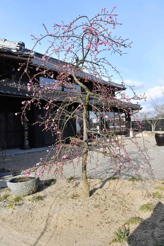 梅の花が咲きはじめました