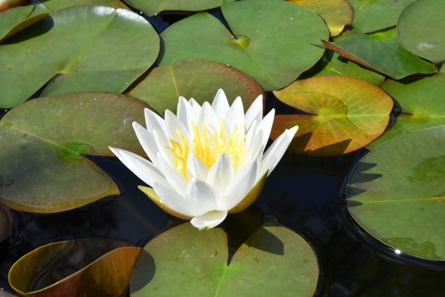 ギャラリーふうの庭の花