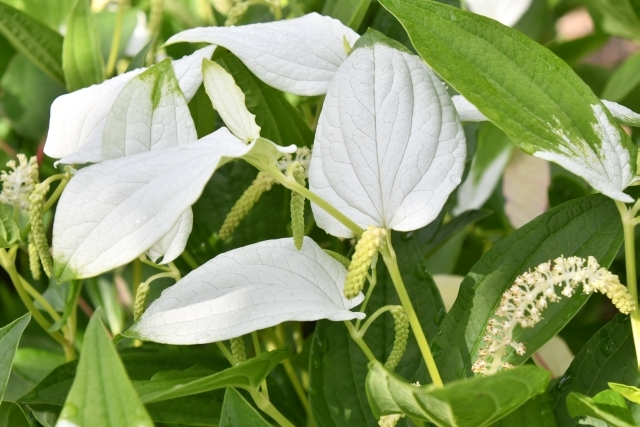 半夏生の花が最盛期です