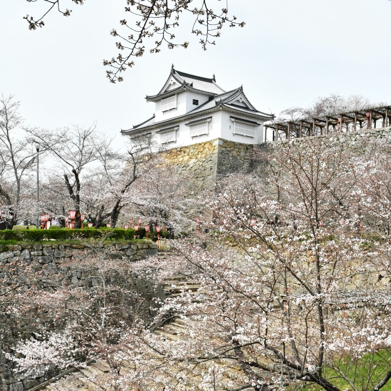 津山城(鶴山公園)の桜