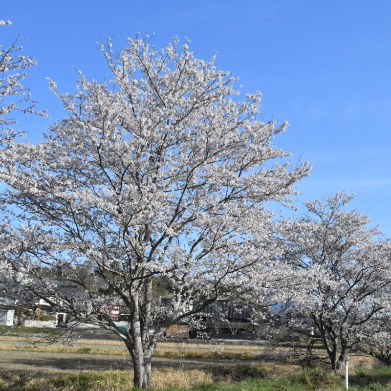 ギャラリーふうの前の桜が満開になりました