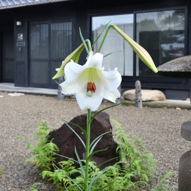 ギャラリーふうの庭の花