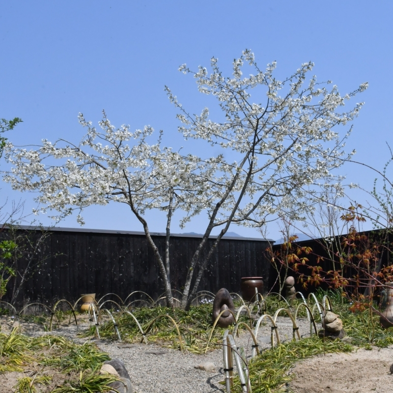 魚子垣(ななこがき)と白い桜