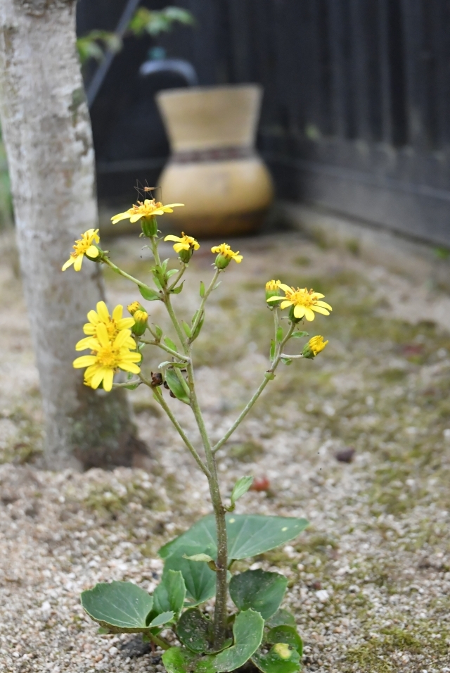 ツワブキのある暮らし