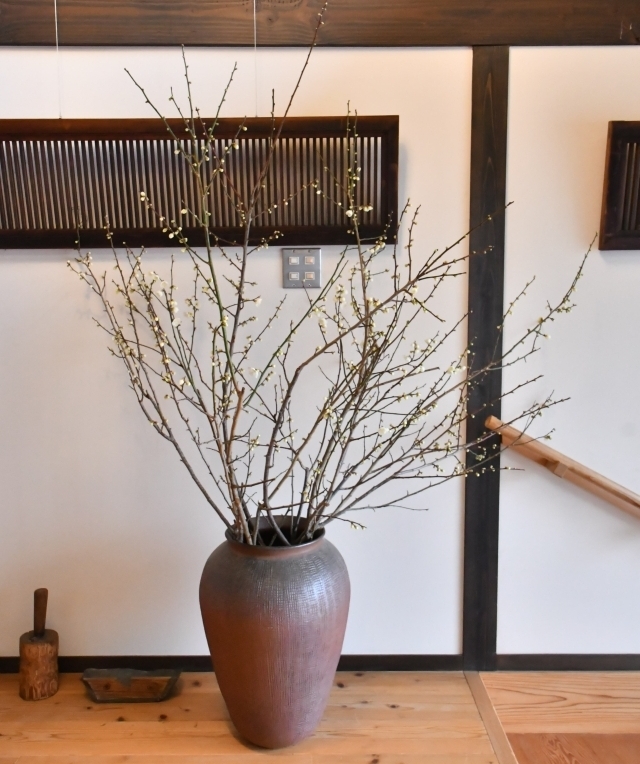 梅の花