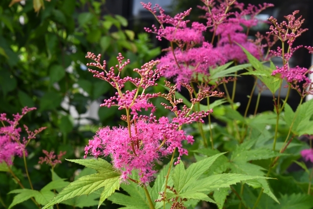 庭の花たち