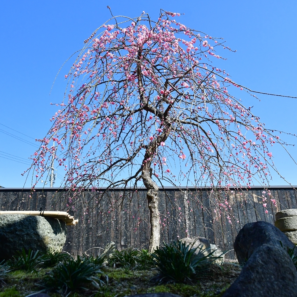 しだれ梅