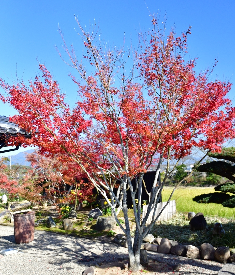 紅葉の季節