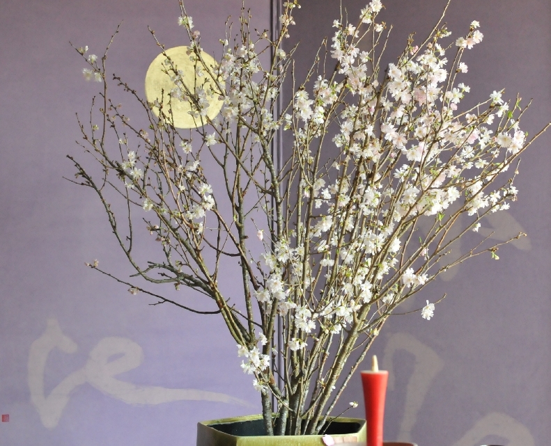 桜(生花)が満開です