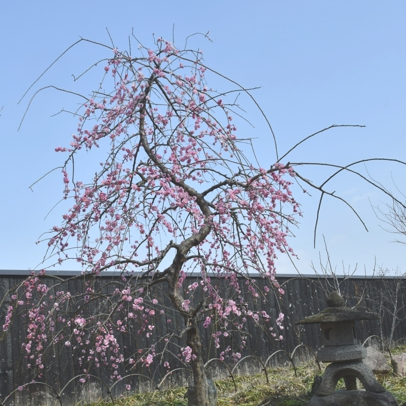 しだれ梅の花