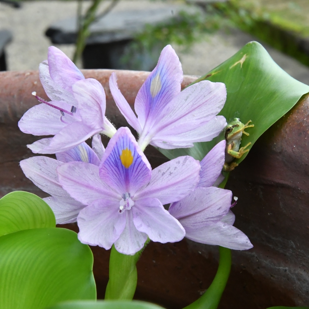 ホテイ草の花