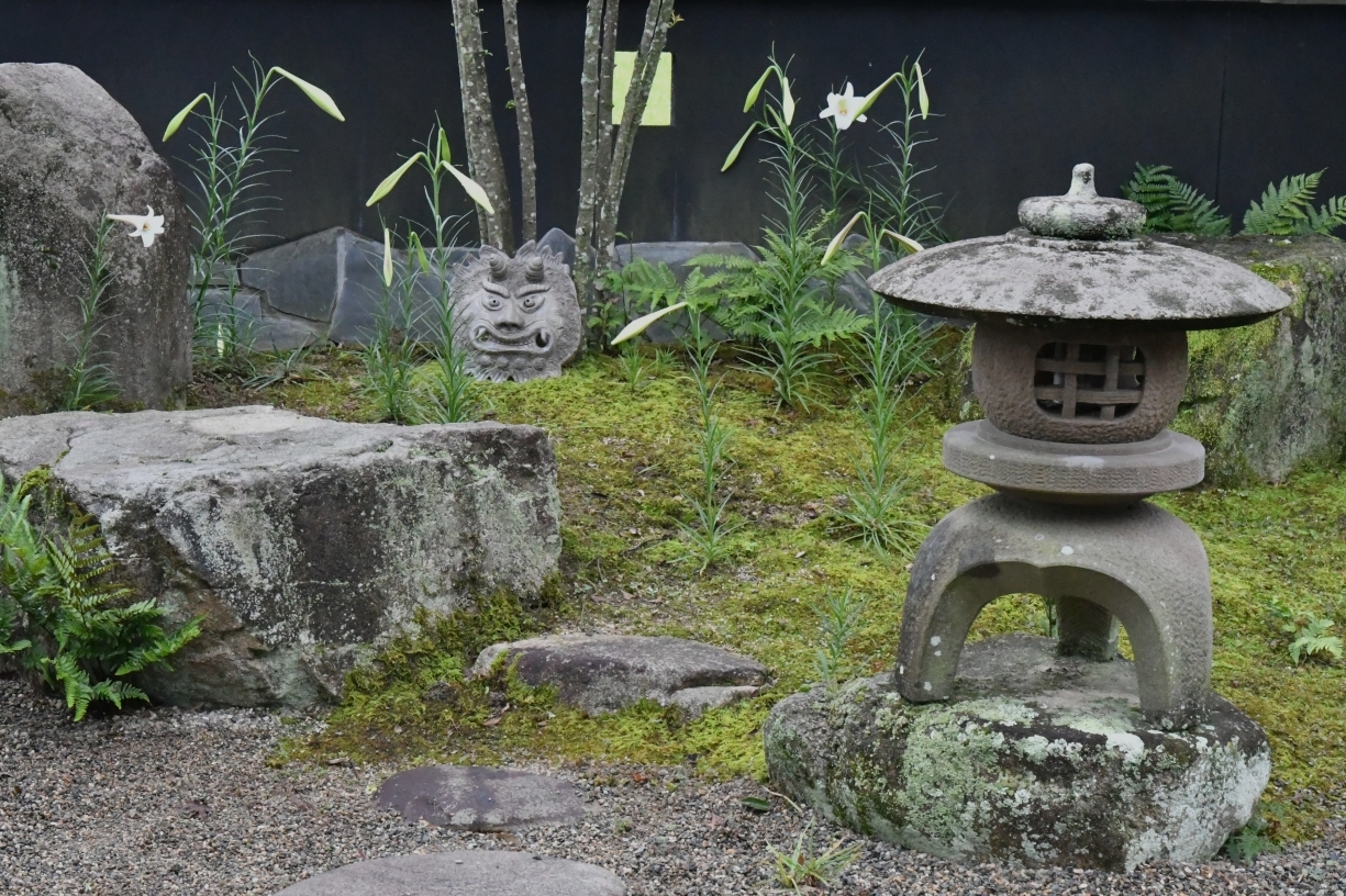 タカサゴユリが咲き始めました