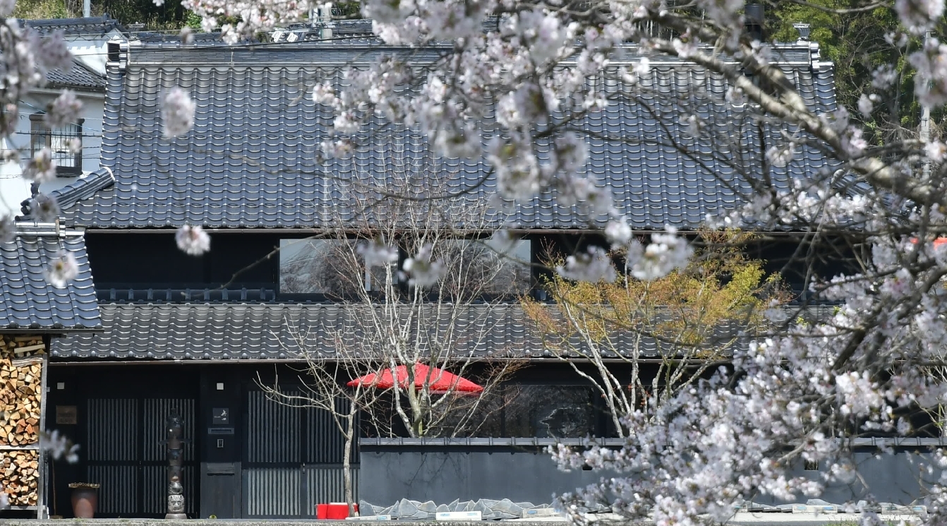 桜が満開です