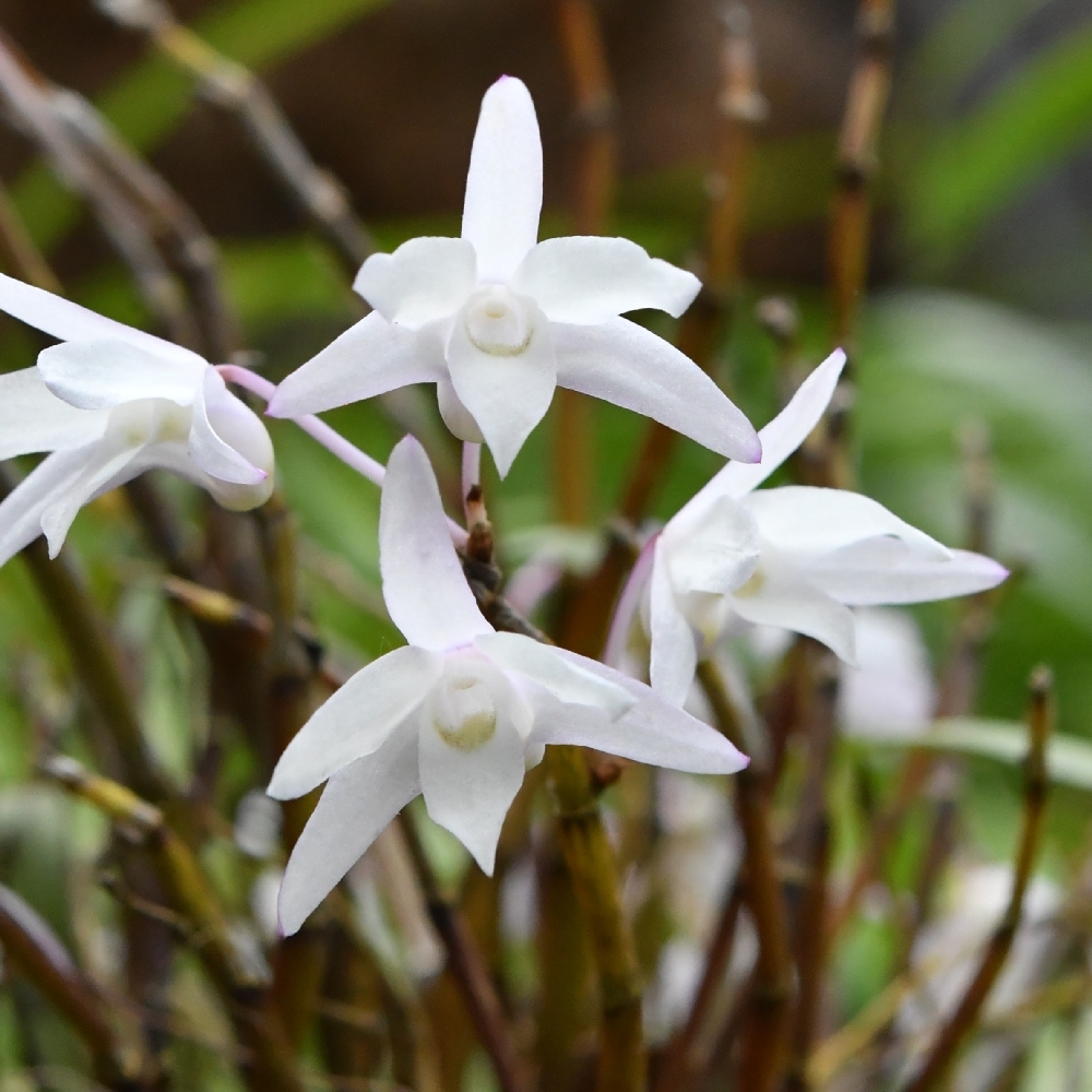 庭の花たち