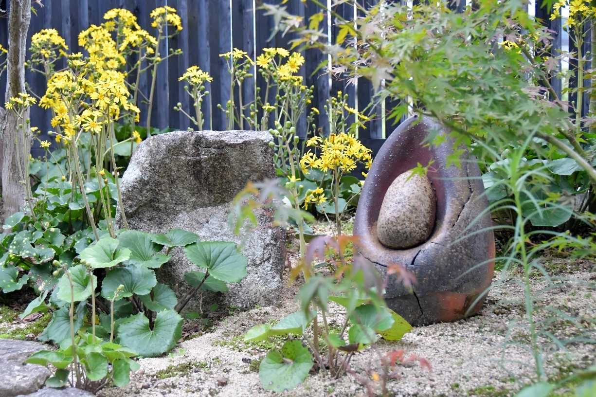 ツワブキの花