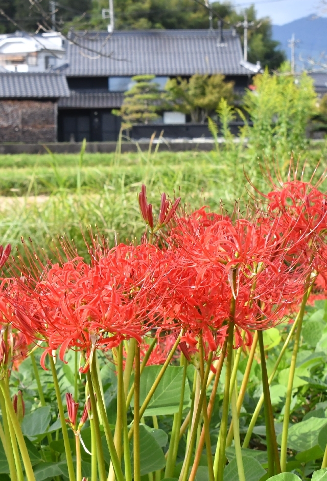 秋の花たち