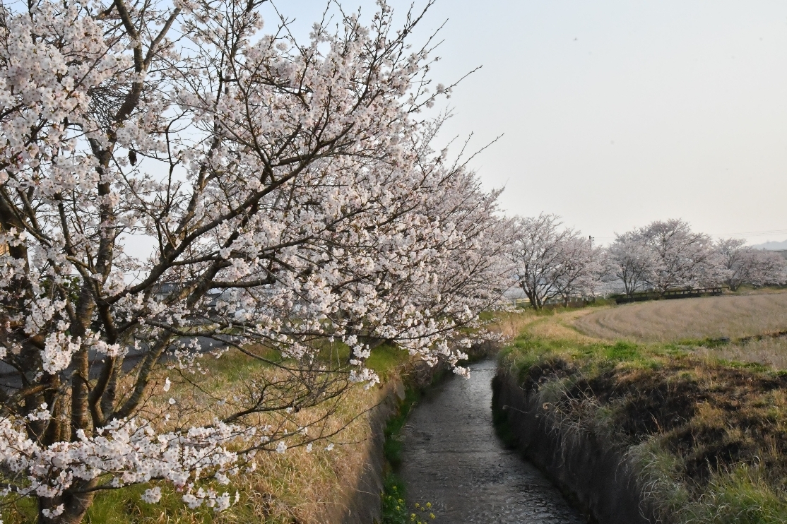 ギャラリーふう前の桜が満開です