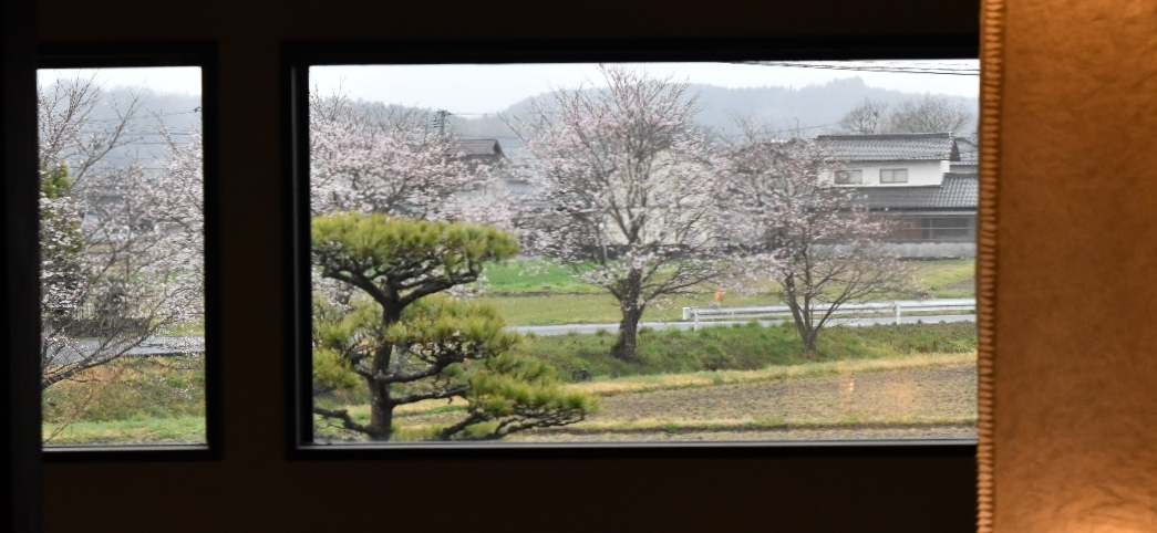 ギャラリーから眺める桜が見頃になりました