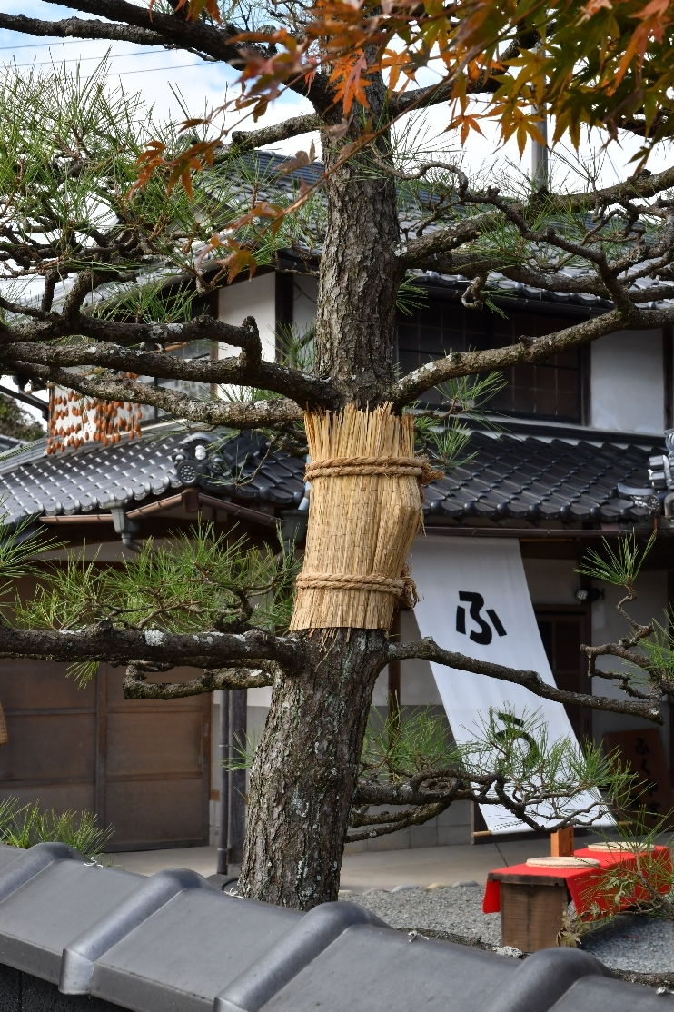 冬支度のコモ巻