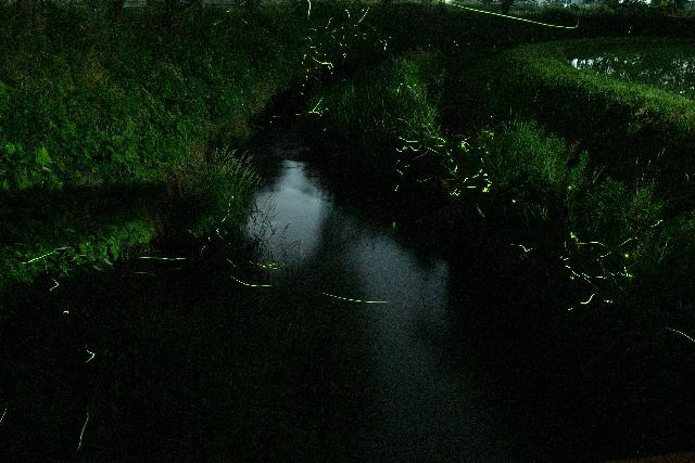 蛍の季節になりました