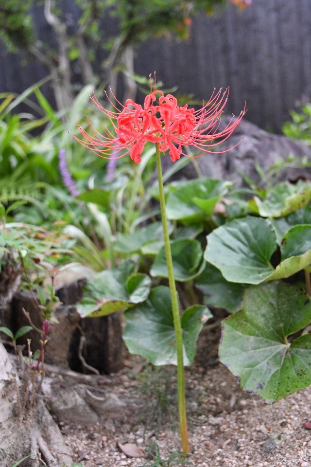 ギャラリーふうの庭の花たち