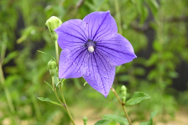 ギャラリーふうの庭の花
