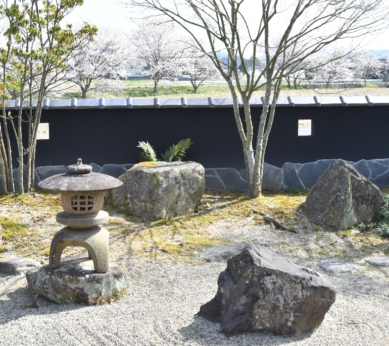 桜が満開です