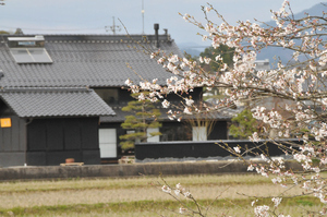 ギャラリーふうの庭には、春の花がいっぱい!